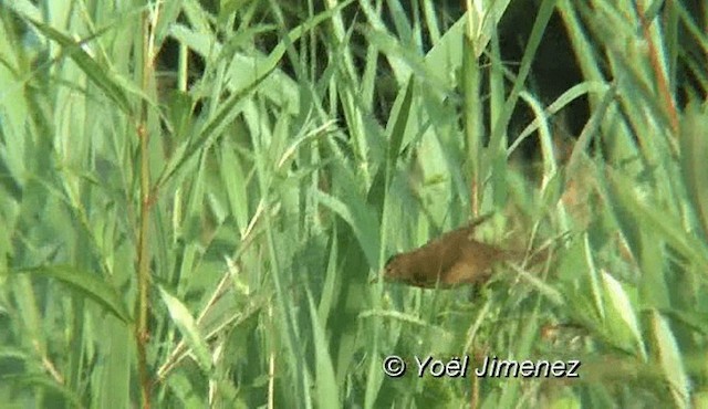 Common Reed Warbler (Common) - ML201136511