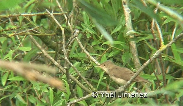 Common Reed Warbler - ML201136551