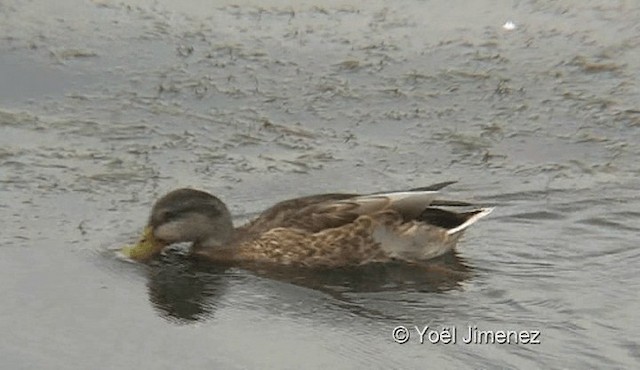 Mallard - ML201136701