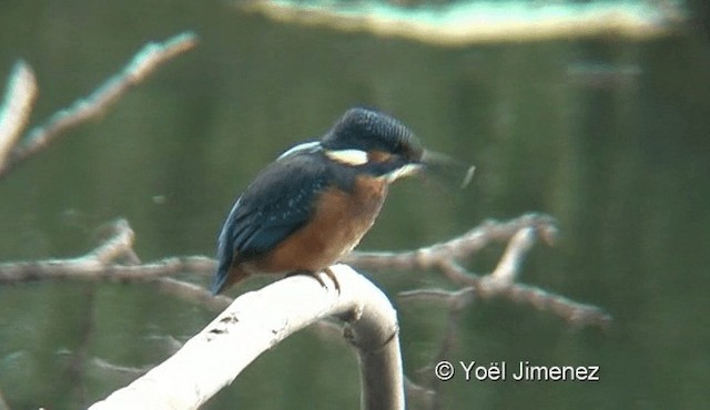 Common Kingfisher (Common) - ML201136871
