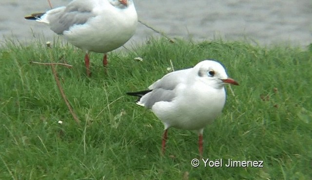 Black-headed Gull - ML201136941