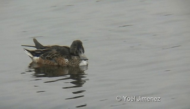 Northern Shoveler - ML201137061