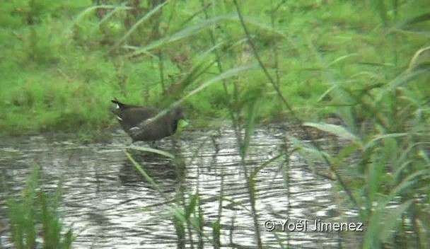 Eurasian Moorhen - ML201137071