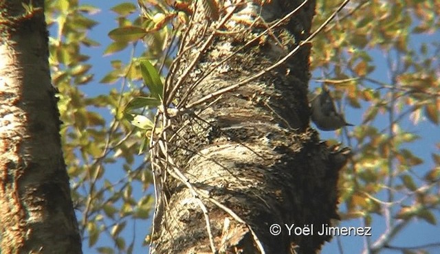 Chestnut-vented Nuthatch - ML201137111