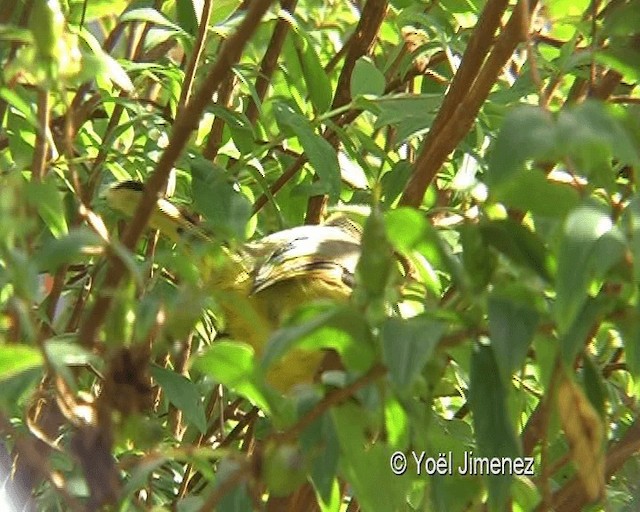 Chestnut-tailed Minla - ML201137141