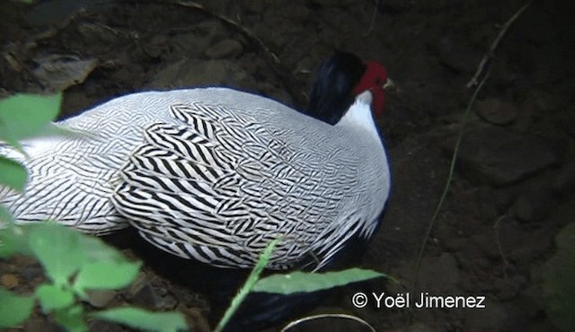 Silver Pheasant - ML201137161