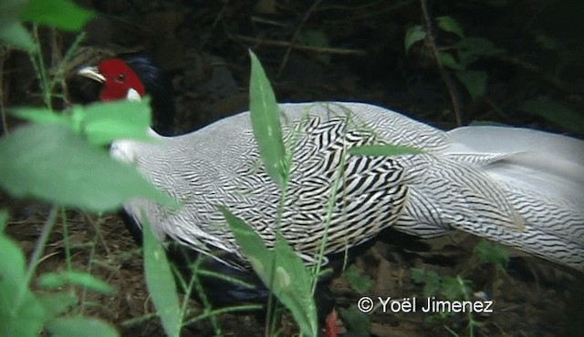 Silver Pheasant - ML201137171