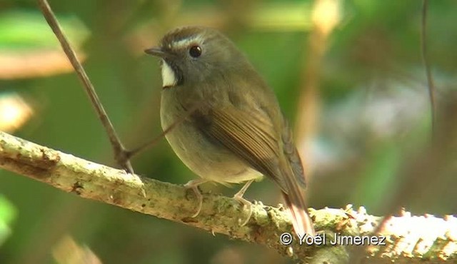 White-gorgeted Flycatcher - ML201137211