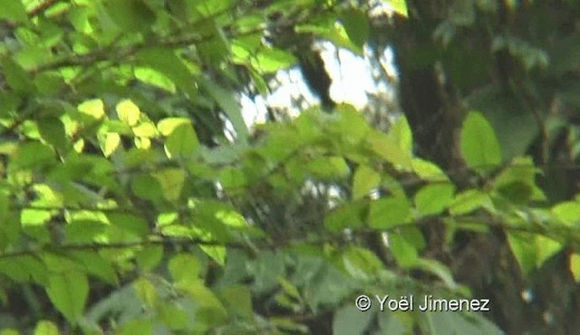 Yellow-bellied Fairy-Fantail - ML201137231