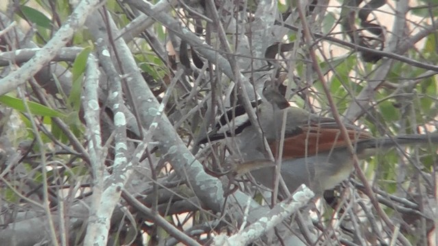 Chagra del Senegal - ML201137301