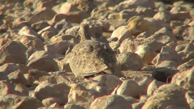 Black-bellied Sandgrouse - ML201137311