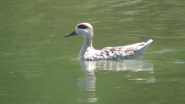 Marbled Duck - ML201137381