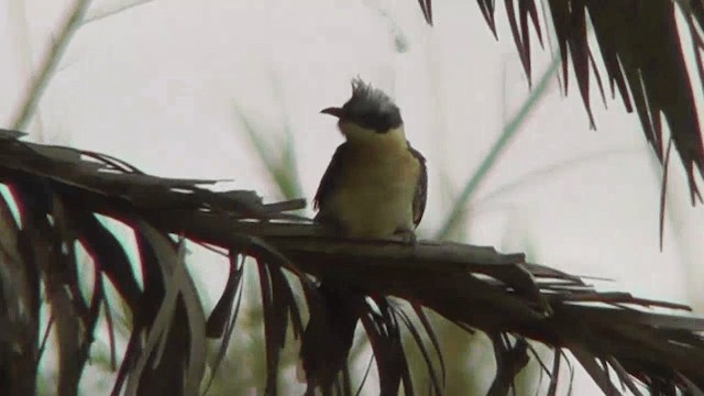 Great Spotted Cuckoo - ML201137441