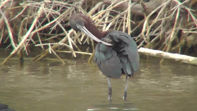 ibis hnědý - ML201137461
