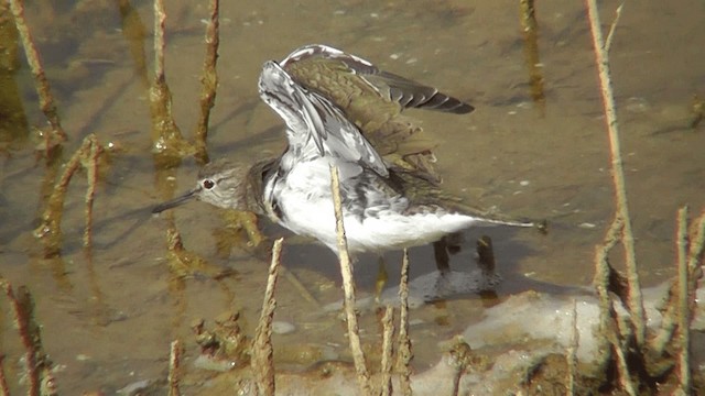 Common Sandpiper - ML201137511