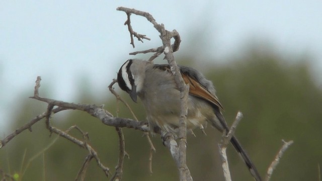 Black-crowned Tchagra - ML201137581