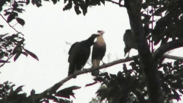 Crested Caracara (Northern) - ML201137701