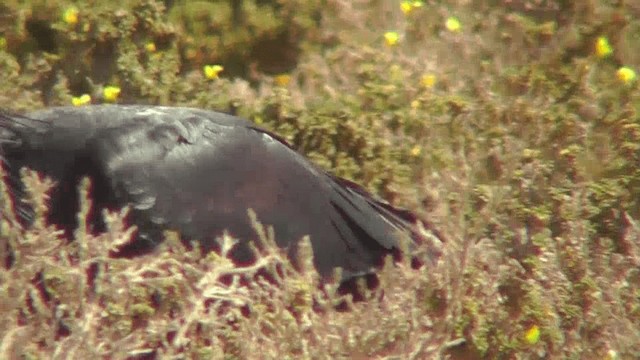 Ibis ermitaua - ML201137731