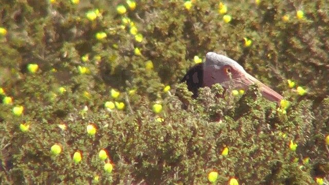 Ibis ermitaua - ML201137741