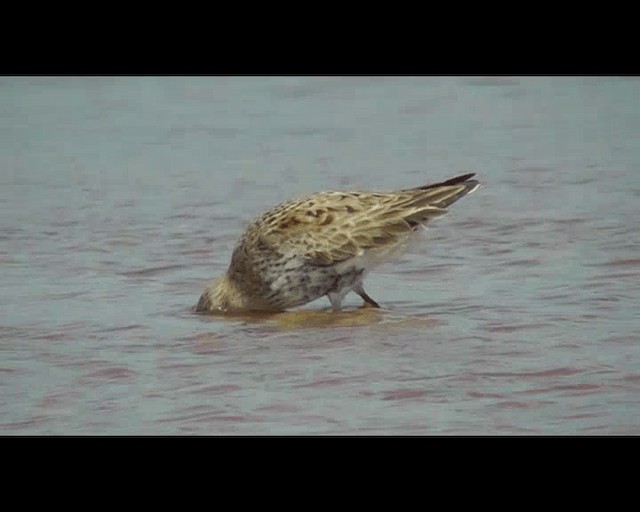 Dunlin - ML201137781