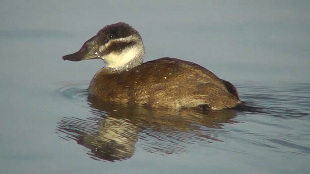 White-headed Duck - ML201137981