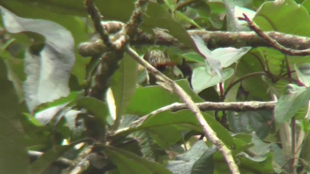 Pearled Treerunner - ML201138021