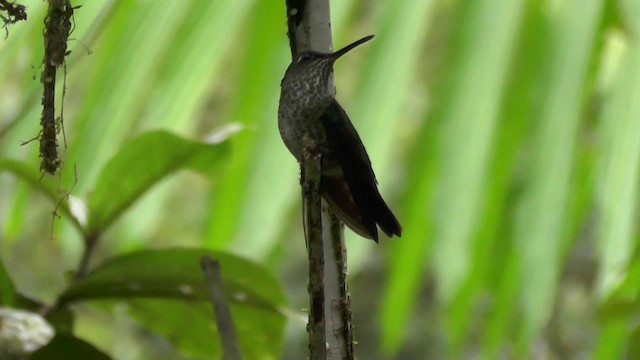 Colibri grivelé - ML201138071