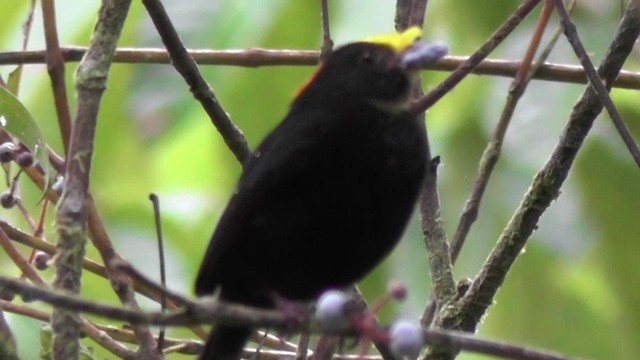 Manakin à ailes d'or - ML201138101