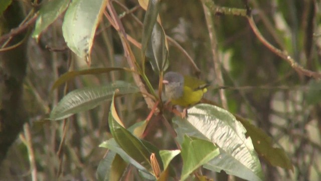 Gray-hooded Bush Tanager (rubrirostris) - ML201138111