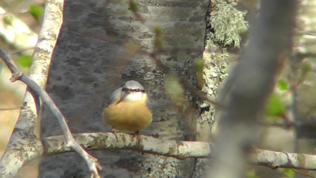 Eurasian Nuthatch - ML201138291