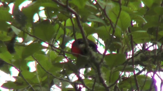 Scarlet-bellied Mountain Tanager (Scarlet-bellied) - ML201138331