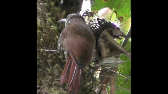 Montane Woodcreeper - ML201138351