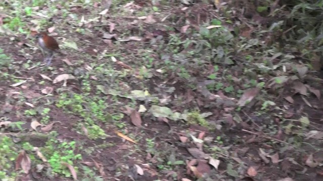 White-bellied Antpitta - ML201138381