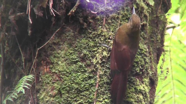 Tyrannine Woodcreeper - ML201138401
