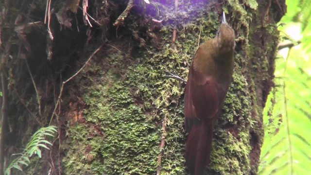 Tyrannine Woodcreeper - ML201138401