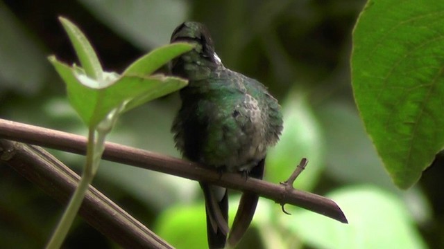 Colibrí Turmalina - ML201138471