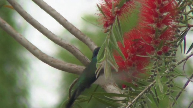 kolibřík modrolící - ML201138481