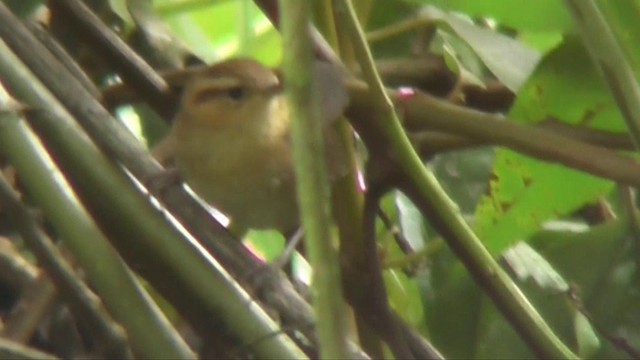 Mountain Wren - ML201138511