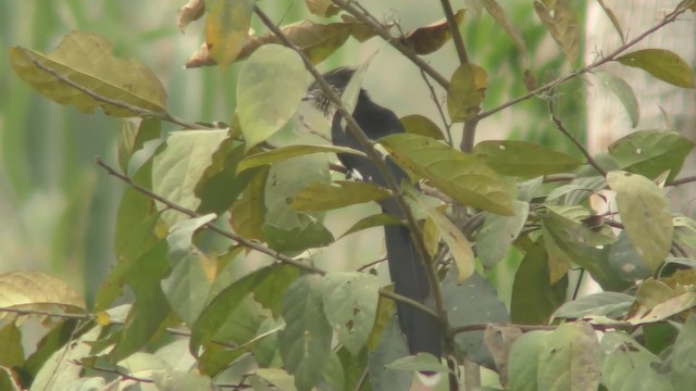 Levaillant's Cuckoo - ML201138851