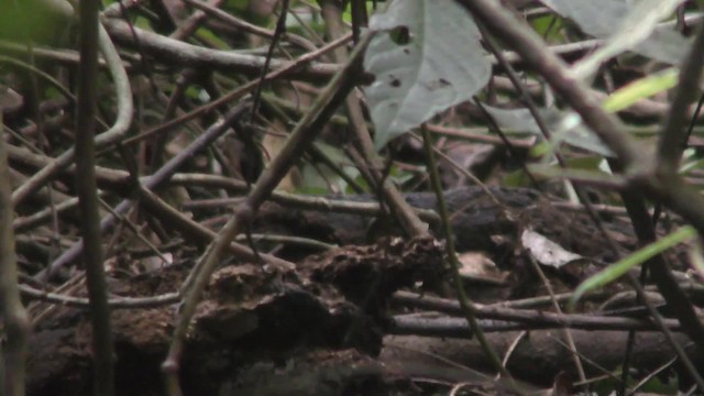 Little Greenbul - ML201138861