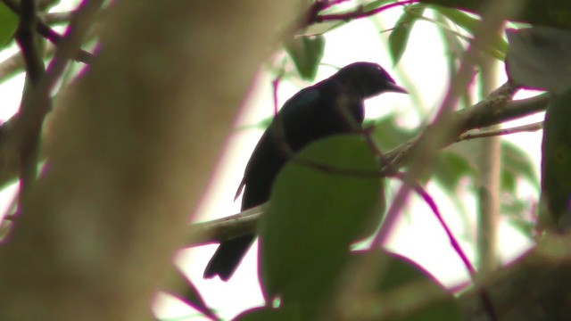 Purple-throated Cuckooshrike - ML201138941