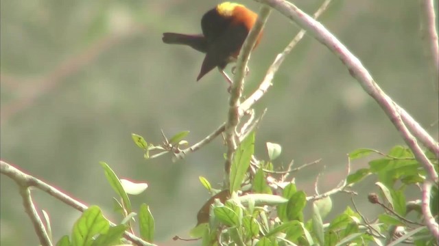 Yellow-mantled Weaver - ML201139191