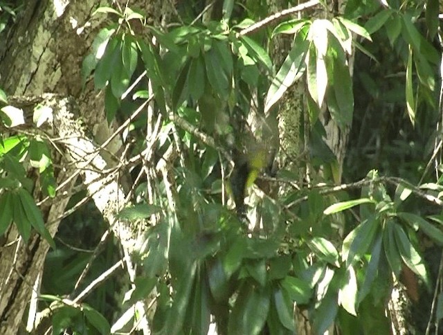 Sultan Tit (Yellow-crested) - ML201139491