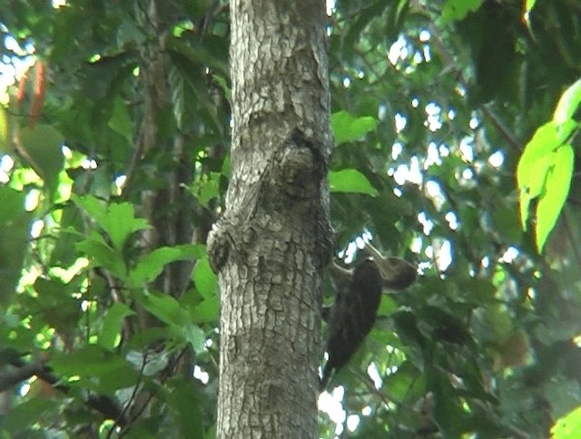 Orange-backed Woodpecker - ML201139521