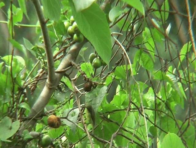 Ruby-cheeked Sunbird - ML201139651