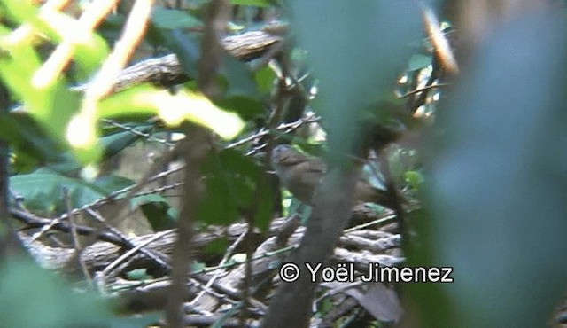 Abbott's Babbler - ML201139691