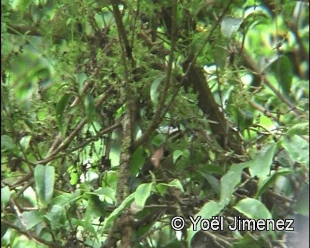 Rufous-winged Fulvetta - ML201139831