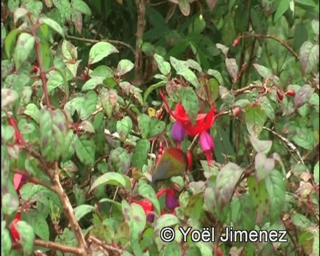 Green-tailed Sunbird - ML201139851