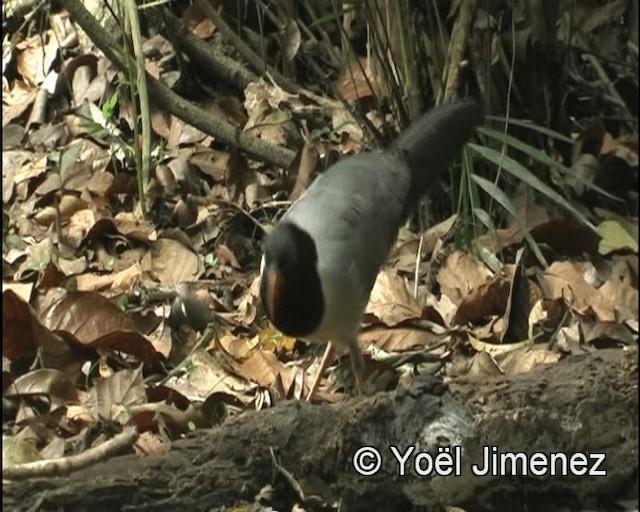 Coral-billed Ground-Cuckoo - ML201139871