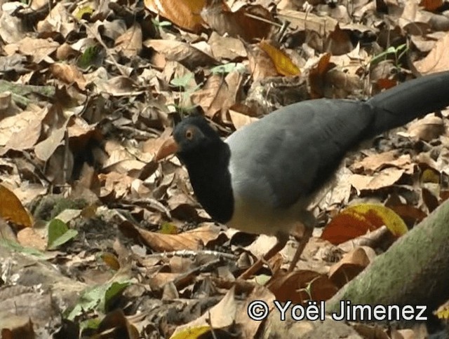 Coral-billed Ground-Cuckoo - ML201139881